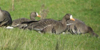 Greenland White-fronted Geese, Loch Lomond NNR, Clyde