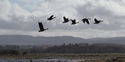Canada Geese over the Crom Mhin marsh, Loch Lomond NNR, Clyde