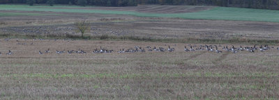 Canada Geese, near Houston, Clyde