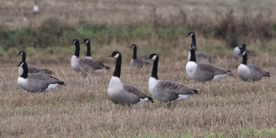 Canada Geese, near Houston, Clyde