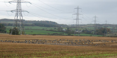 Canada Geese, near Houston, Clyde