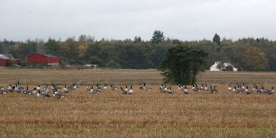 Canada Geese, near Houston, Clyde