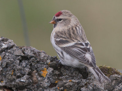 Common or Mealy Redpoll