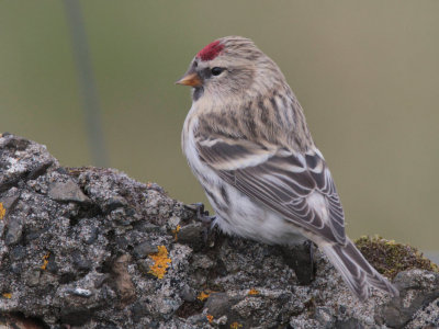 Common Redpoll, Clingera, Unst, Shetland