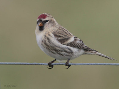 Common or Mealy Redpoll