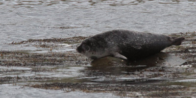 Common Seal, Voe, Mainland, Shetland
