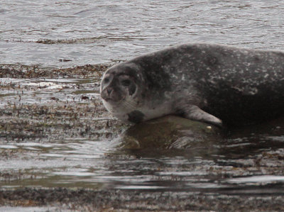Common Seal, Voe, Mainland, Shetland