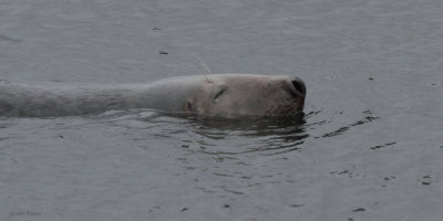 Grey Seal, Lerwick Harbour, Mainland, Shetland