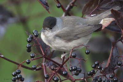 Blackcap(male), Baillieston, Glasgow