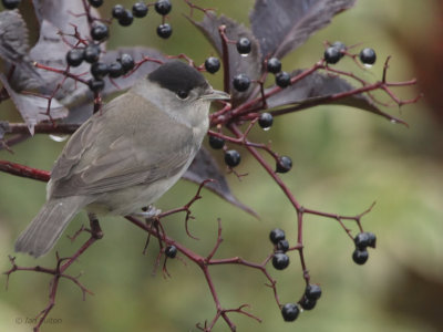 Blackcap(male), Baillieston, Glasgow