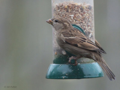 House Sparrow (female), Baillieston, Glasgow