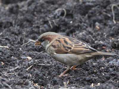 House Sparrow (male), Baillieston, Glasgow