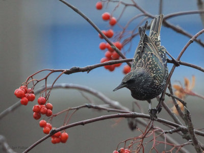 Starling, Baillieston, Glasgow