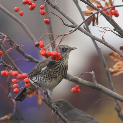 Fieldfare, Baillieston, Glasgow