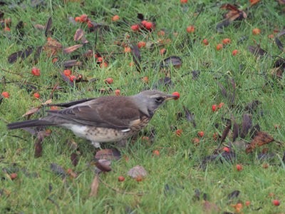 Fieldfare, Baillieston, Glasgow