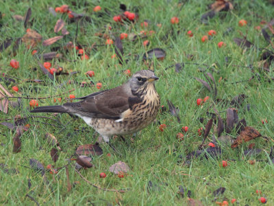 Fieldfare, Baillieston, Glasgow