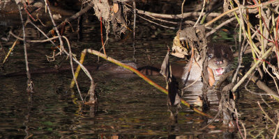 Otter, Linn Park, Glasgow