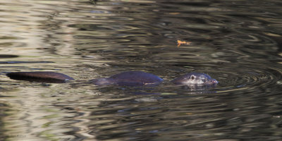 Otter, Linn Park, Glasgow