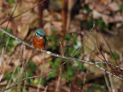 Kingfisher, Linn Park, Glasgow