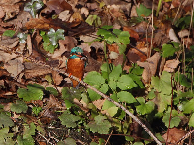 Kingfisher, Linn Park, Glasgow