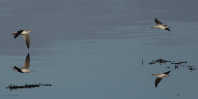 Greenshank, Parklea-Port Glasgow, Clyde