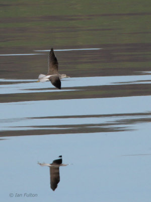 Greenshank, Parklea-Port Glasgow, Clyde