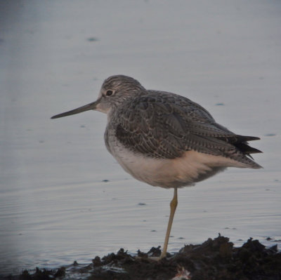 Greenshank, Parklea-Port Glasgow, Clyde