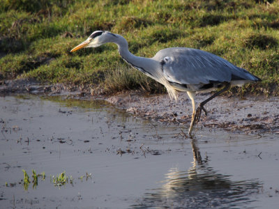 Grey Heron, Baron's Haugh RSPB, Clyde