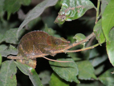 Chameleon, Ranomafana