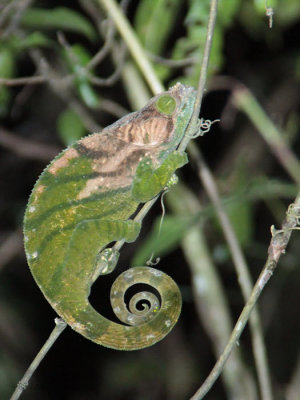 Chameleon, Ranomafana