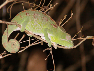 Chameleon, Tsingy de Bemaraha