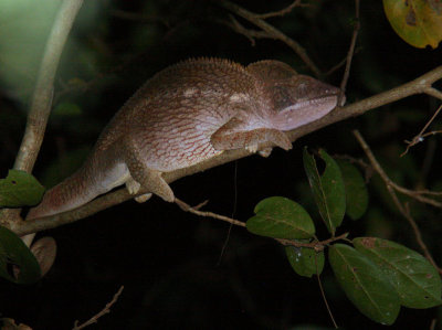 Chameleon, Tsingy de Bemaraha