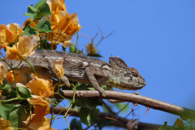 Oustalet's Chameleon, near Kirindy