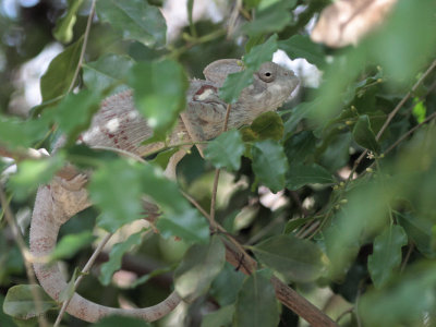 Oustalets Chameleon, near Kirindy
