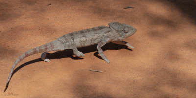 Oustalet's Chameleon, near Kirindy