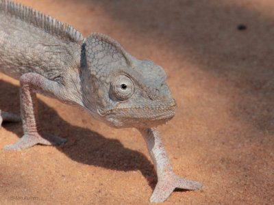 Oustalets Chameleon, near Kirindy