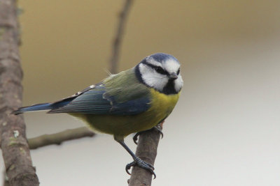 Blue Tit, RSPB Lochwinnoch, Clyde