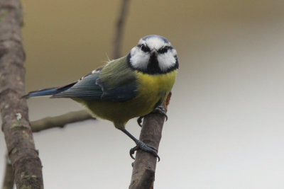 Blue Tit, RSPB Lochwinnoch, Clyde