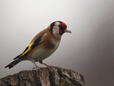 Goldfinch, RSPB Lochwinnoch, Clyde