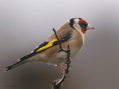 Goldfinch, RSPB Lochwinnoch, Clyde