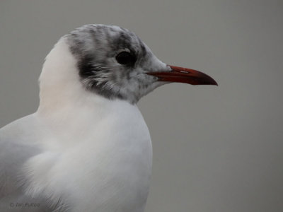 Black-headed Gull, Strathclyde Loch, Clyde