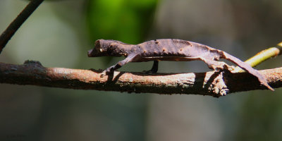 Satanic Leaf-tailed Gecko, Ranomafana, Madagascar