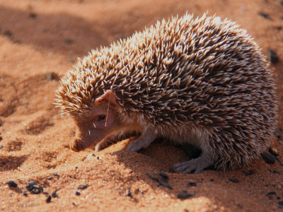 Lesser Hedgehog Tenrec, Ifaty, Madagascar