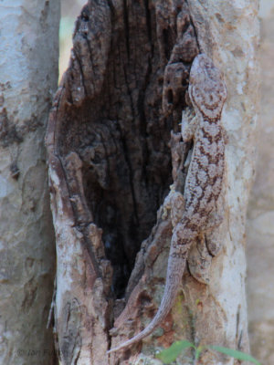 Sakalava's Velvet Gecko, Ankarafantsika, Madagascar