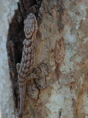 Sakalava's Velvet Gecko, Ankarafantsika, Madagascar