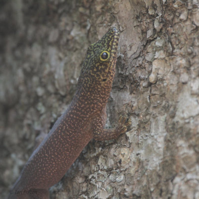 Standing's Day Gecko, Zombitse, Madagascar