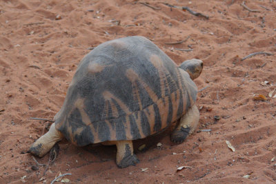 Radiated Tortoise, Toliara, Madagascar
