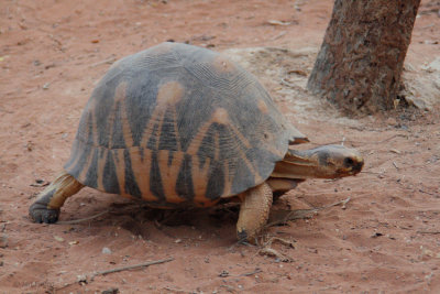 Radiated Tortoise, Toliara, Madagascar