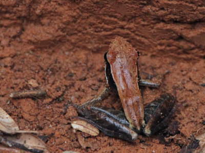Frog sp, Ranomafana, Madagascar