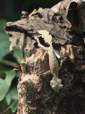 Mossy Leaf-tailed Gecko, Ranomafana, Madagascar